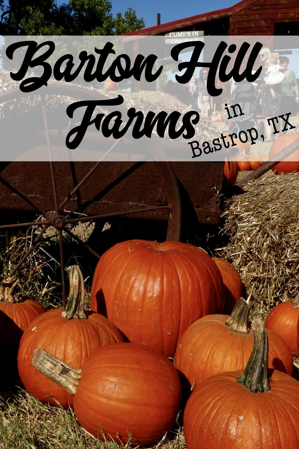 Get Lost in the Maze! Fall Fun at Barton Hill Farms in Bastrop, TX