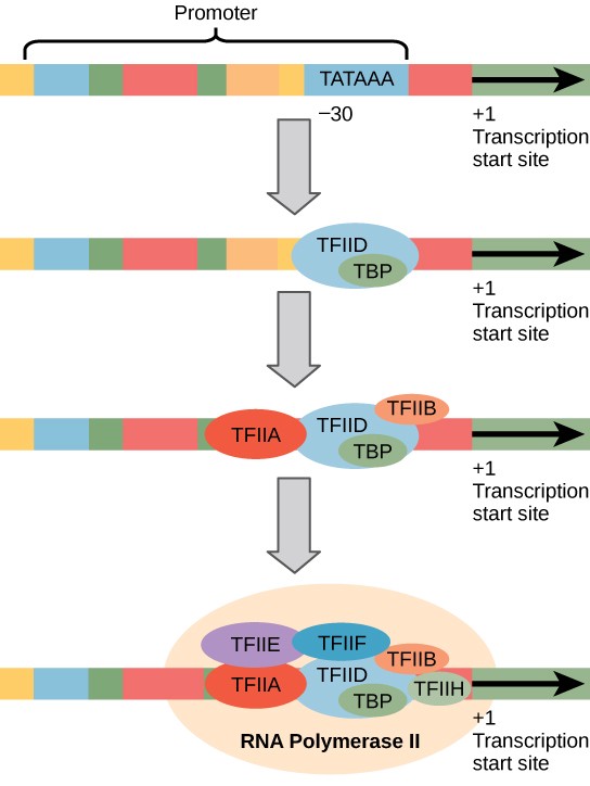 Chapter 16. The Central Dogma Genes to Traits Introduction to