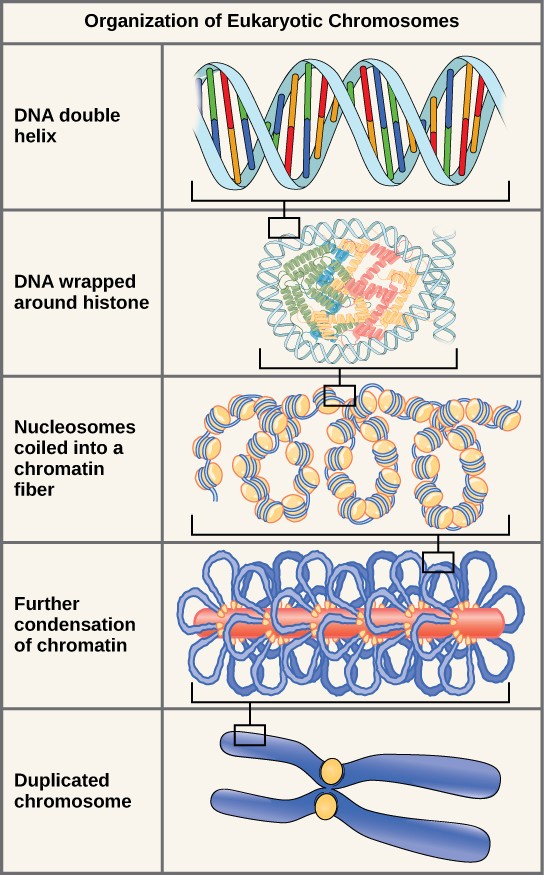 Chapter 5. Nucleotides & Nucleic Acids Introduction to Molecular and Cell Biology
