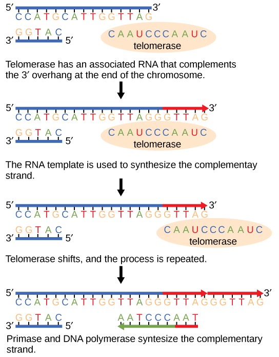 Chapter 14. DNA Replication Introduction to Molecular and Cell Biology