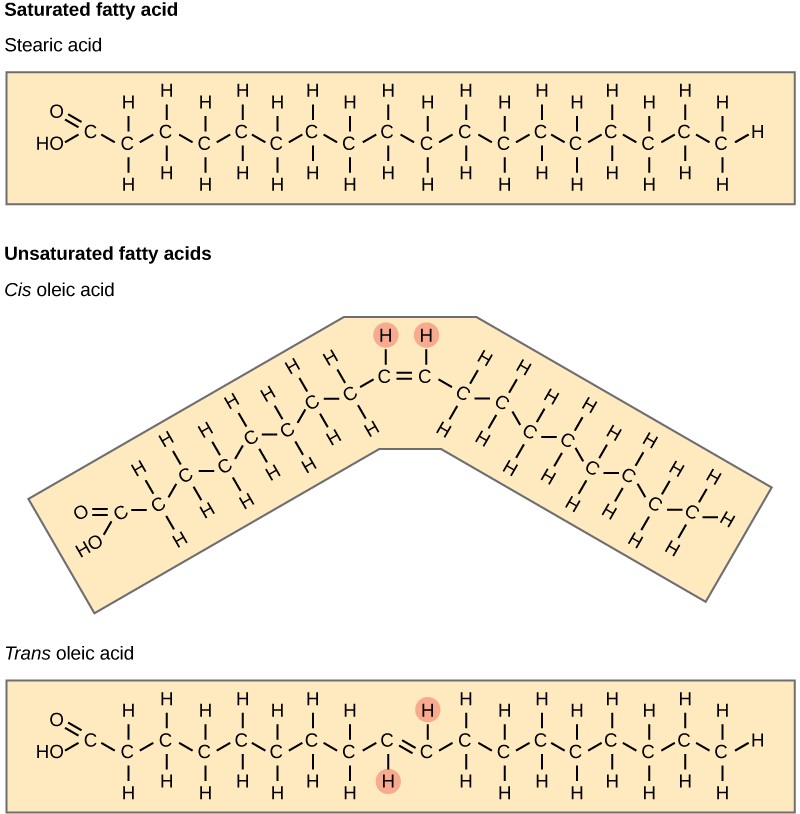 Chapter 6. Lipids Introduction to Molecular and Cell Biology