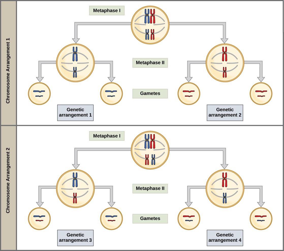 Chapter 15. Meiosis & Sexual Reproduction Introduction to Molecular