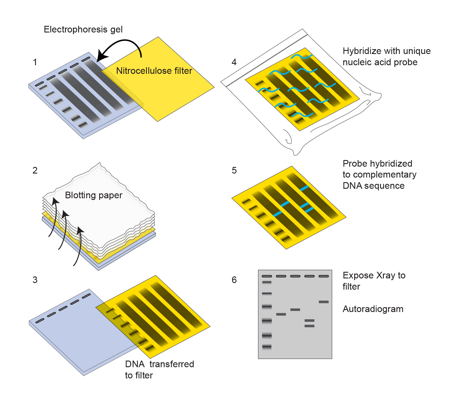 Southern blot Encyclopedia of Biological Methods