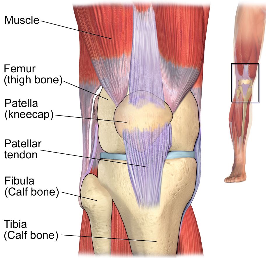 Treatment of Knee Dislocation Causes, Symptoms Rx Harun