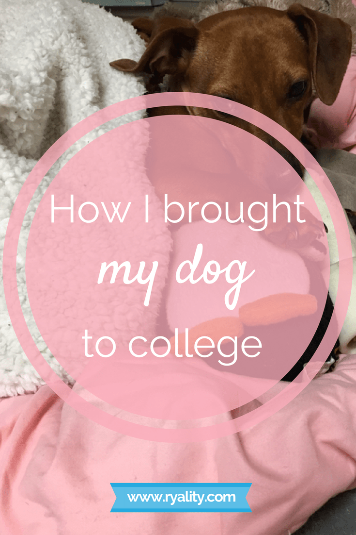 How I brought my dog to college Ryality
