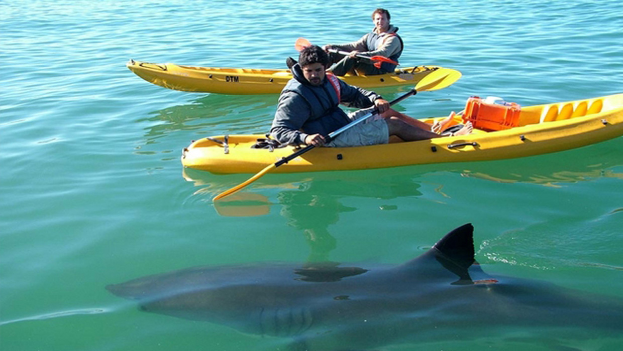 Shark research Projects by marine biologist Ryan Johnson