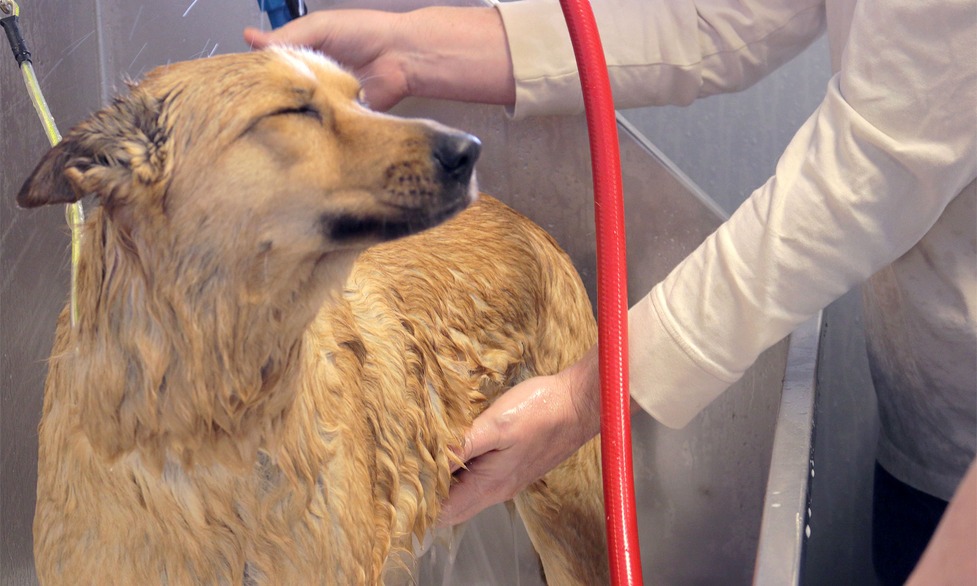 Membership / Pricing DIY Pet Grooms
