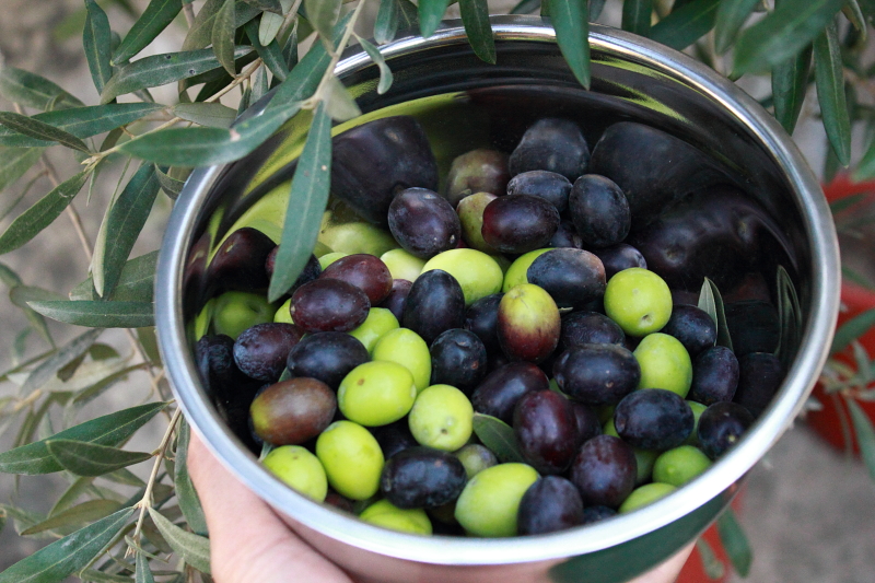 Time To Harvest The Olives