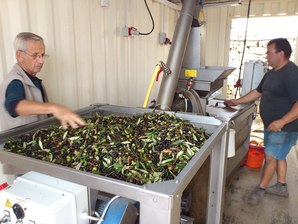 Olive Pressing in Malta