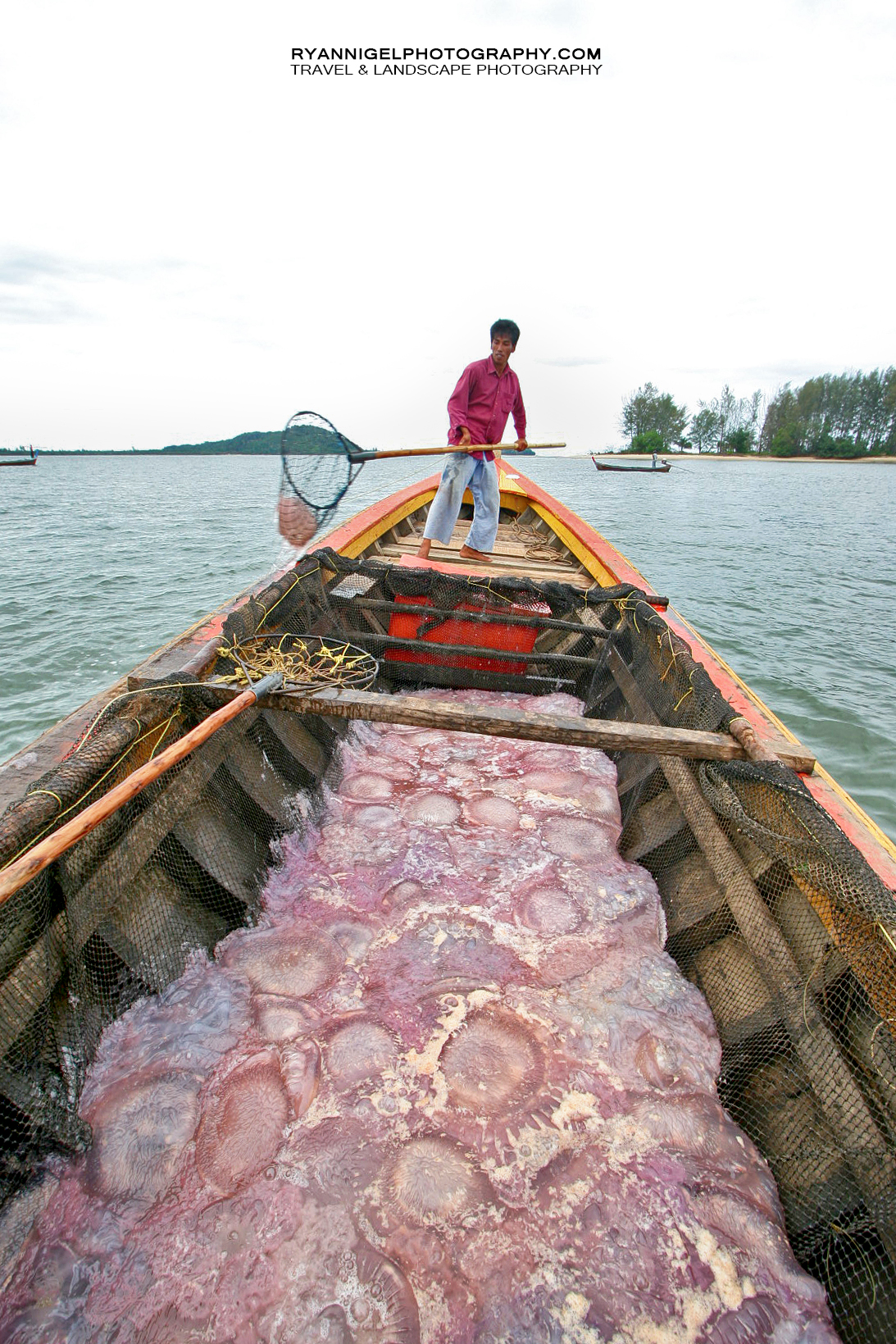 Jellyfish Fishing Updated !