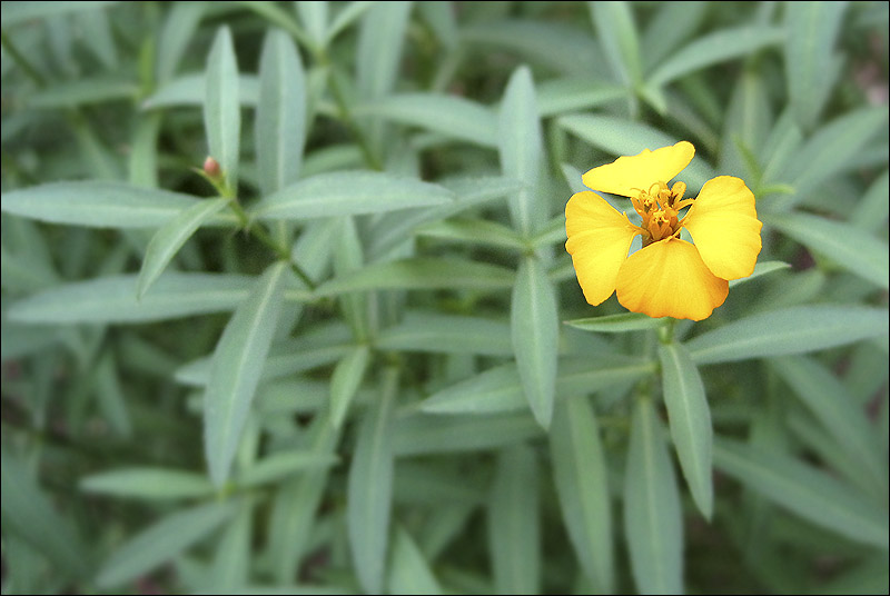 Foie Gras Hot Dog . Austin, TX Tuna melt with Mexican mint marigold.