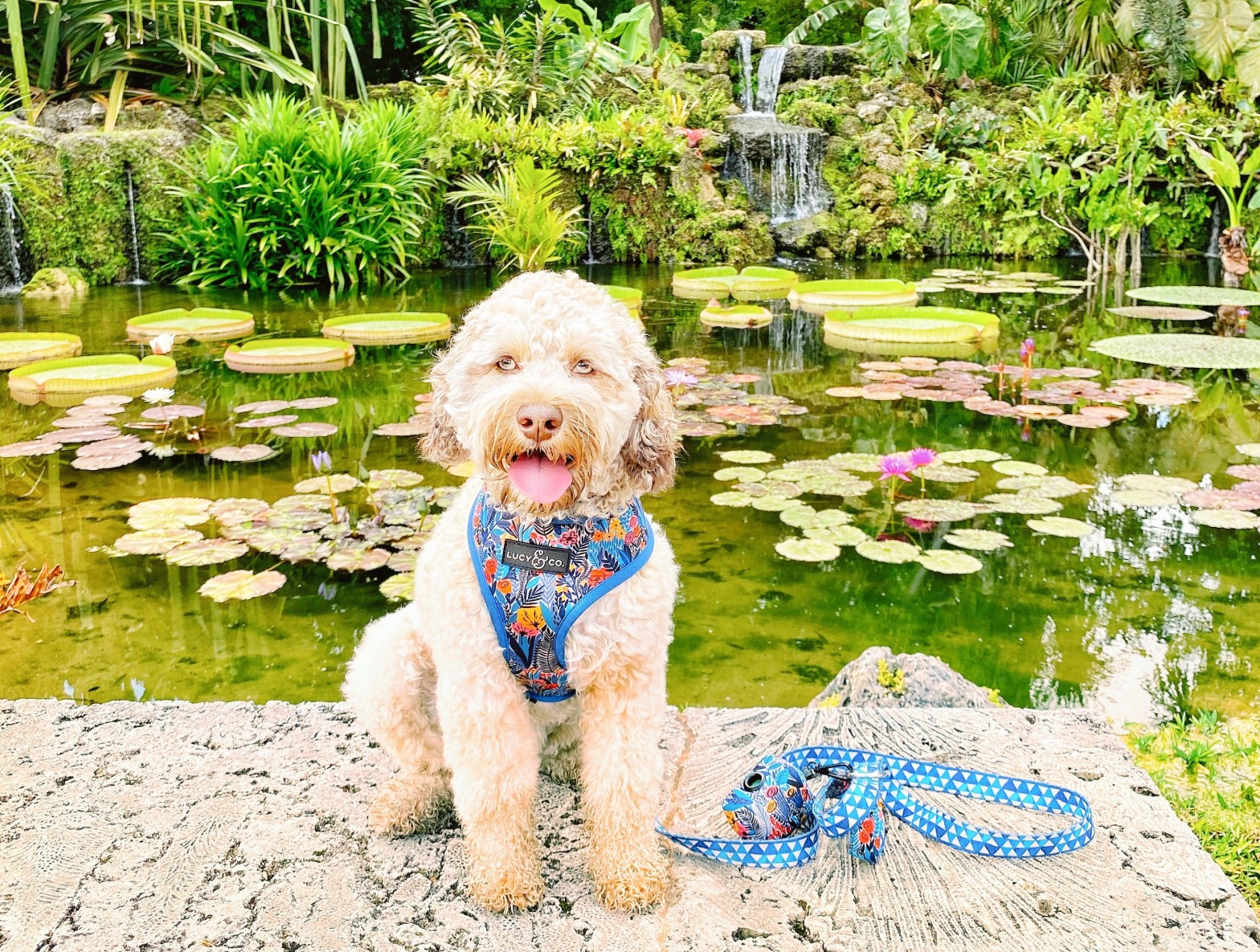 Can Dogs Go To Botanic Gardens