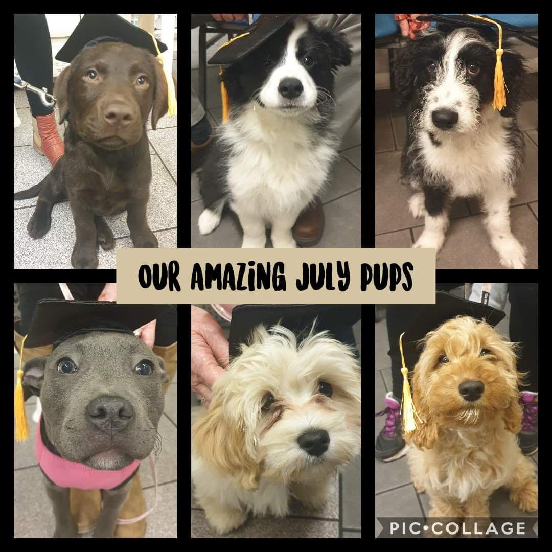 Puppy School Rye Veterinary Clinic