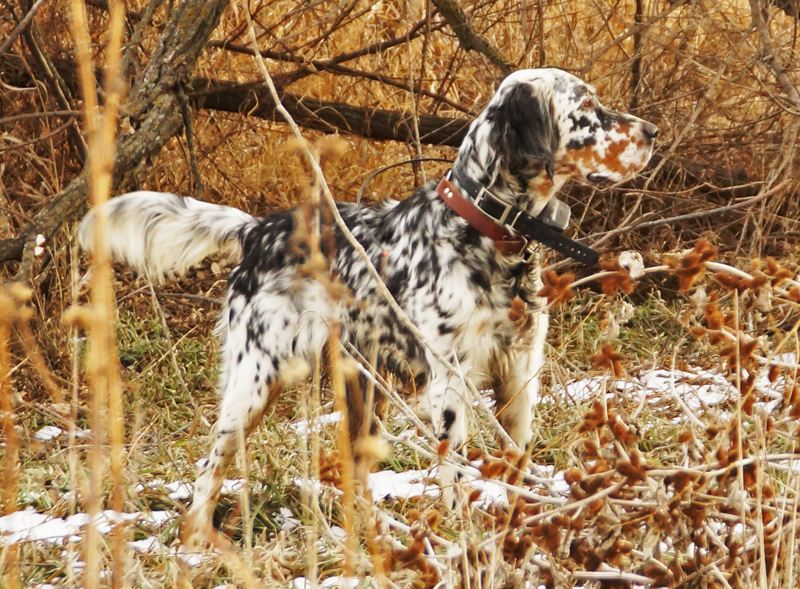 ryman setters for sale