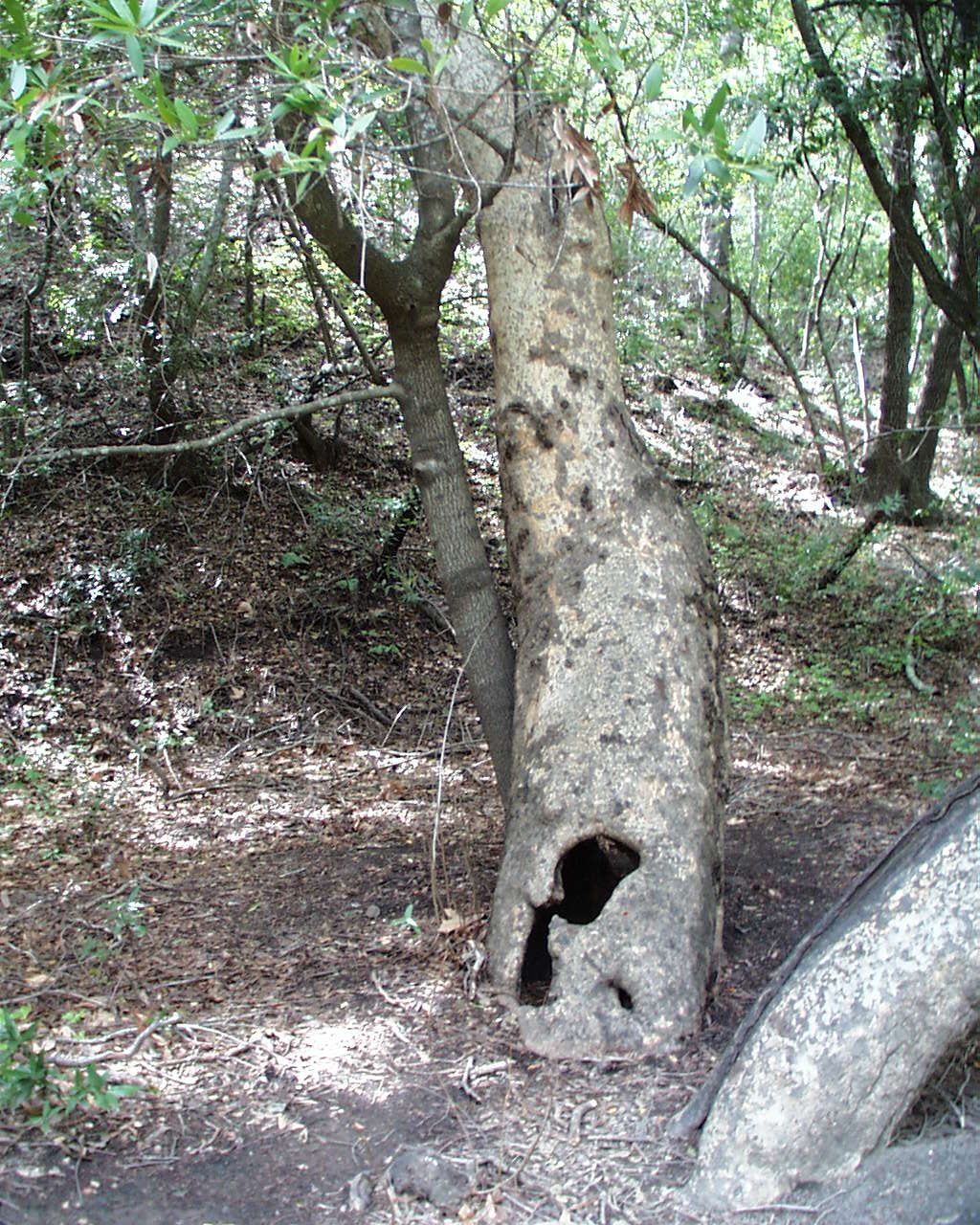 Hollow Tree Trunk