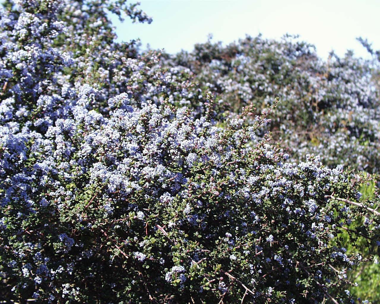 Point Sal Paradise Beach Corralitos Canyon Mussel Rock Santa