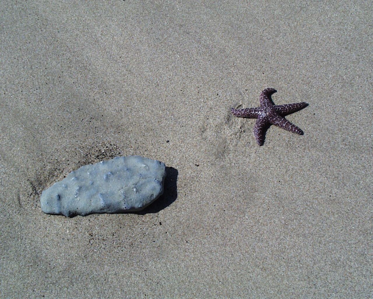 Point Sal Beach Corralitos Canyon Paradise Santa Barbara County