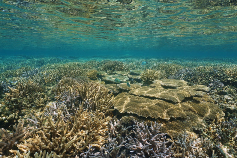 Zooplankton community changes over monsoons in a Malaysian coral reef