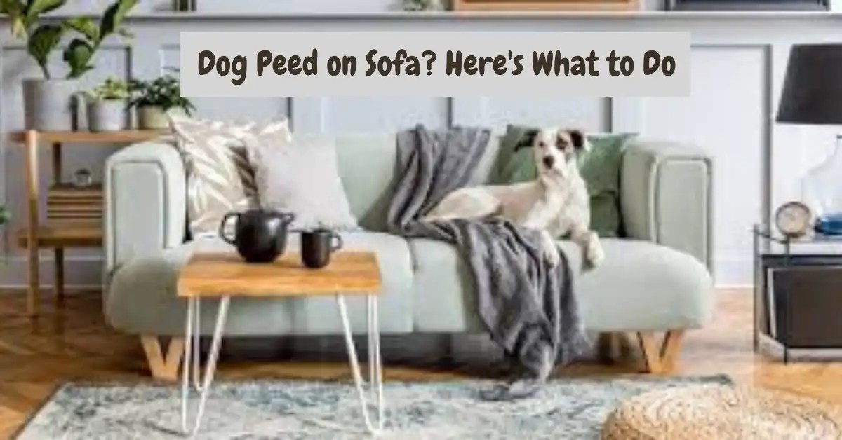 Say Goodbye to Dog Pee Stains Ultimate Guide on How to Clean Dog Pee From Sofa