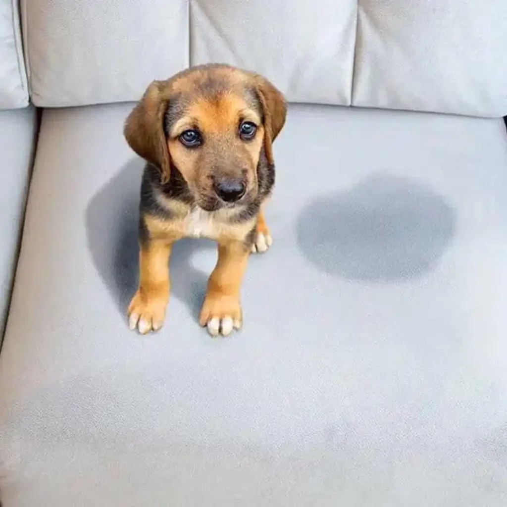 Say Goodbye to Dog Pee Stains Ultimate Guide on How to Clean Dog Pee