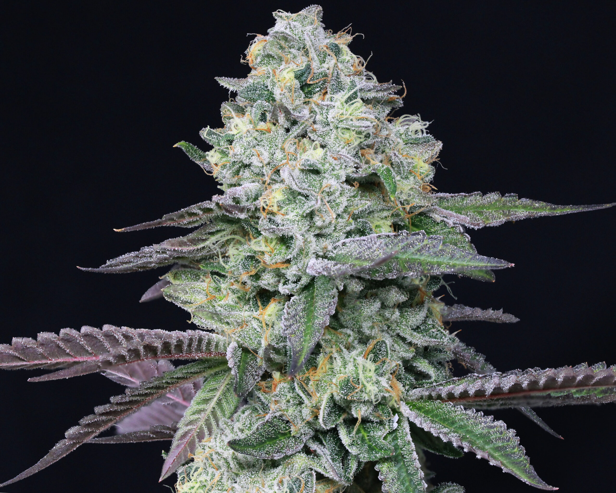 RYTHM Strain Library Animal Face