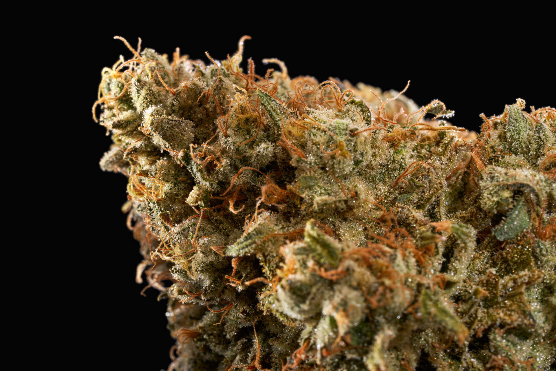 RYTHM Strain Library Jet Fuel OG