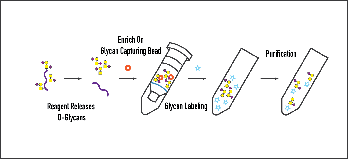OGlycan Analysis with EZGlyco® OGlycan Prep Kit SBio