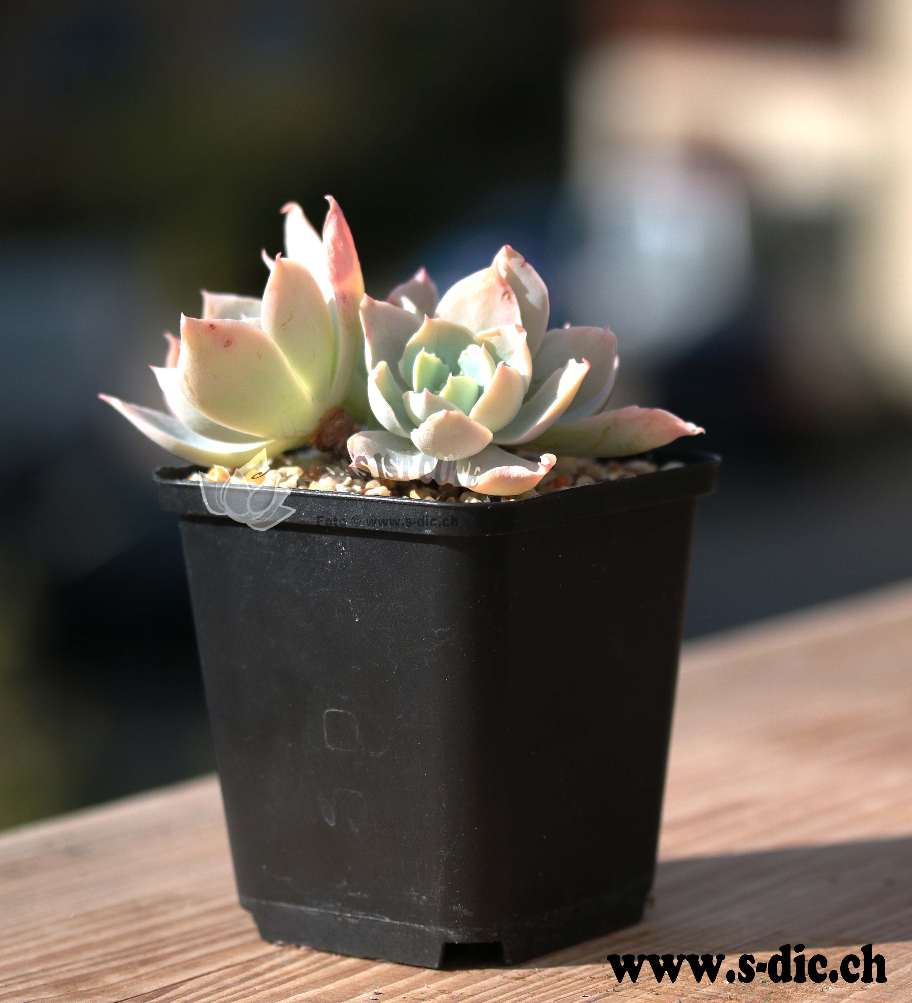 Allgemeine Vorschläge für die Pflege von Echeveria