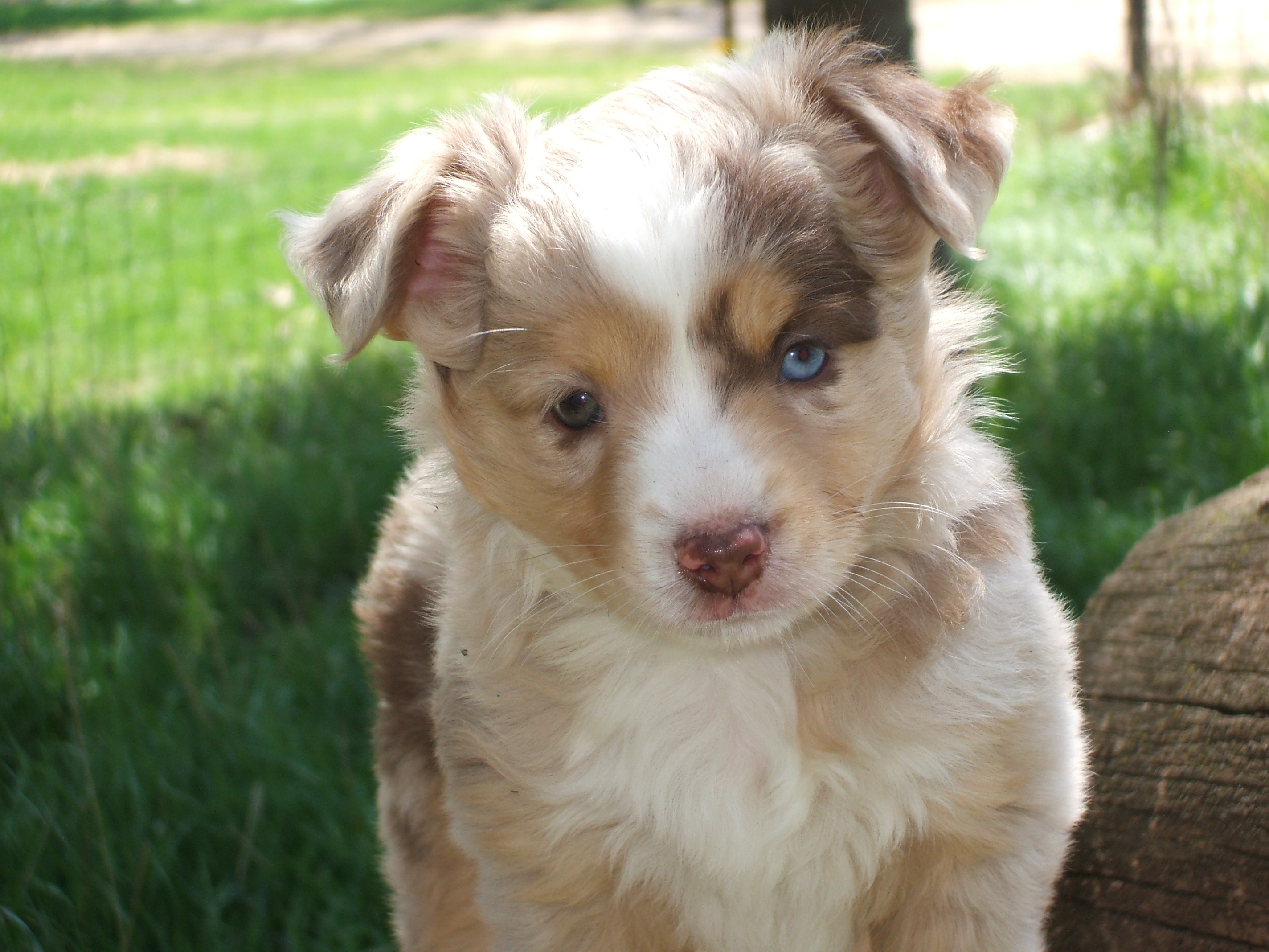 SD Kennels Miniature Australian Shepherds