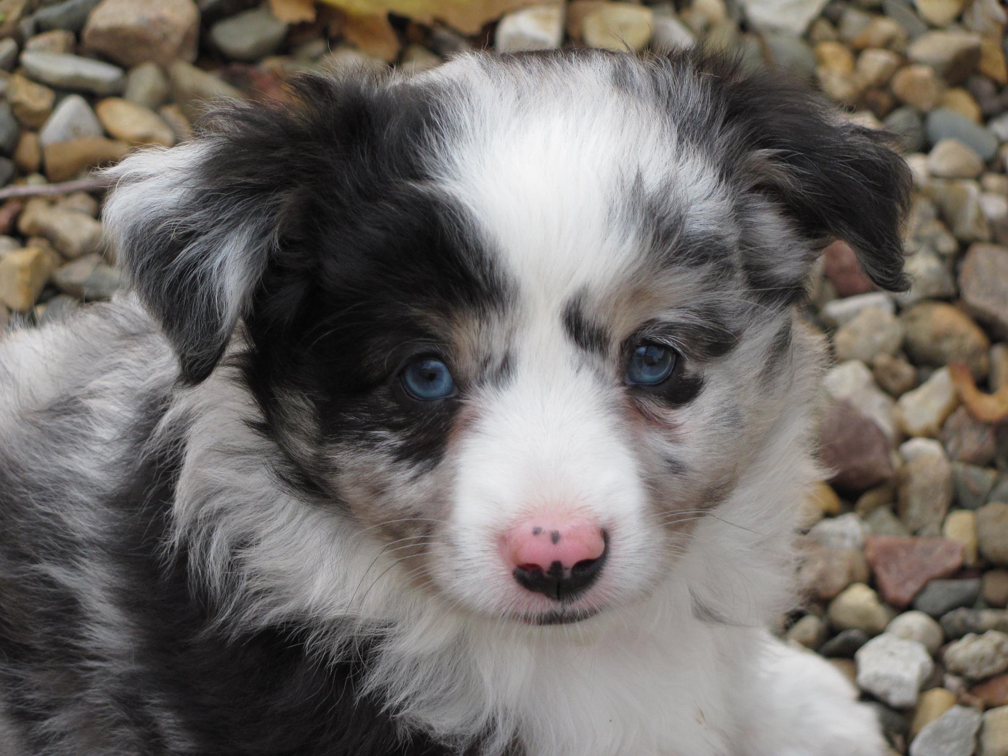 SD Kennels Miniature Australian Shepherds