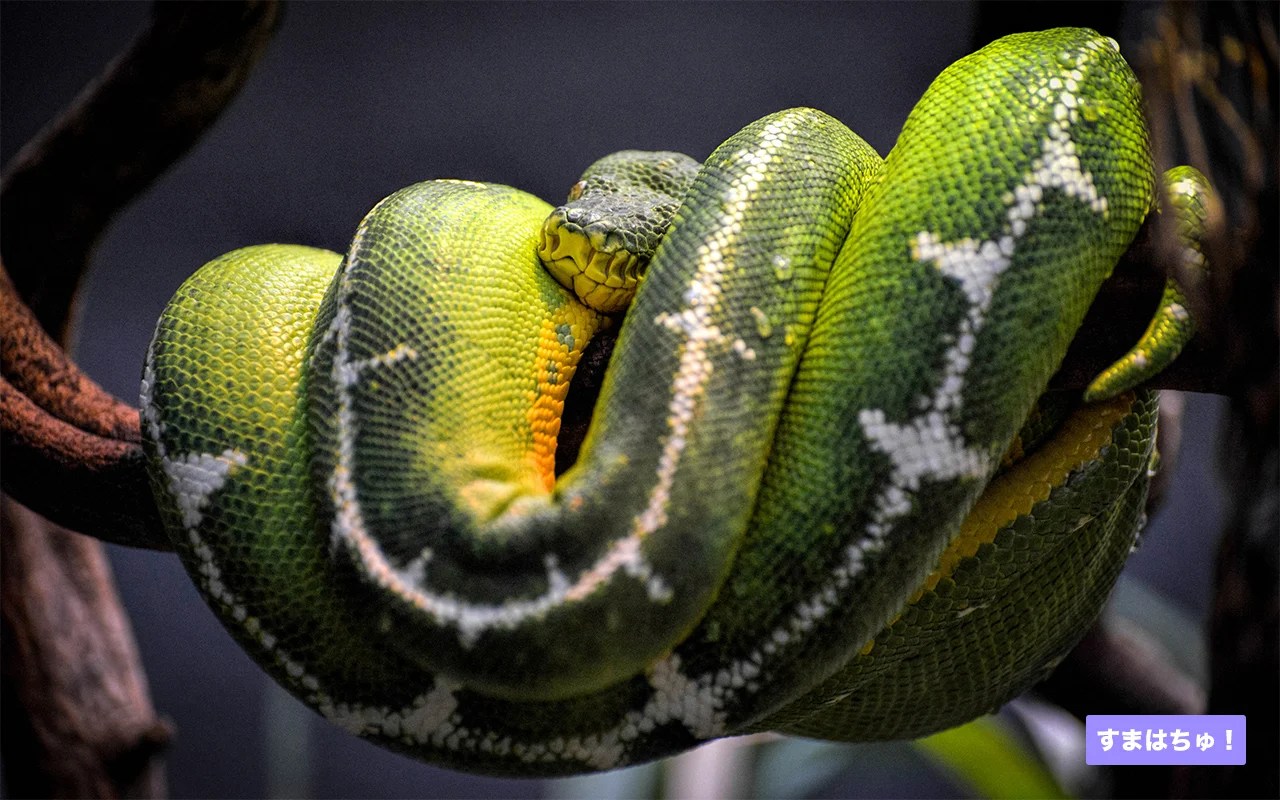 エメラルドツリーボアとは？おすすめのケージなど飼育用品を紹介 両爬工房マガジン