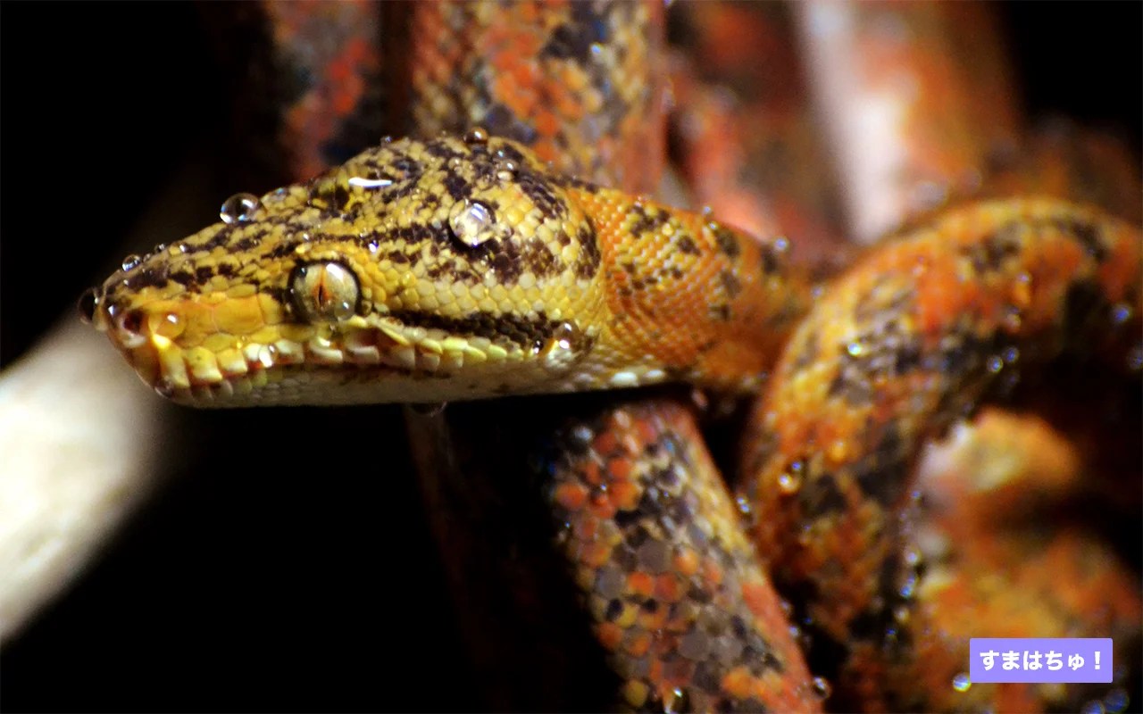 アマゾンツリーボアとは？おすすめのケージなど飼育用品を紹介 両爬工房マガジン