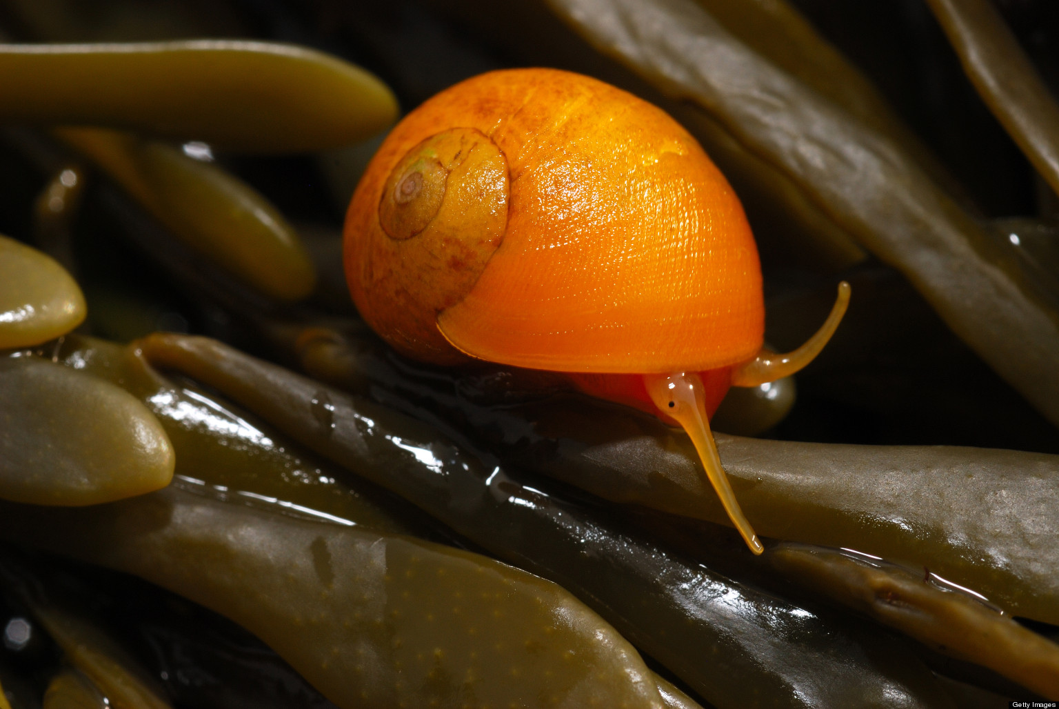 Snail Shells Coil To Right 95 Percent Of The Time, New Study Shows