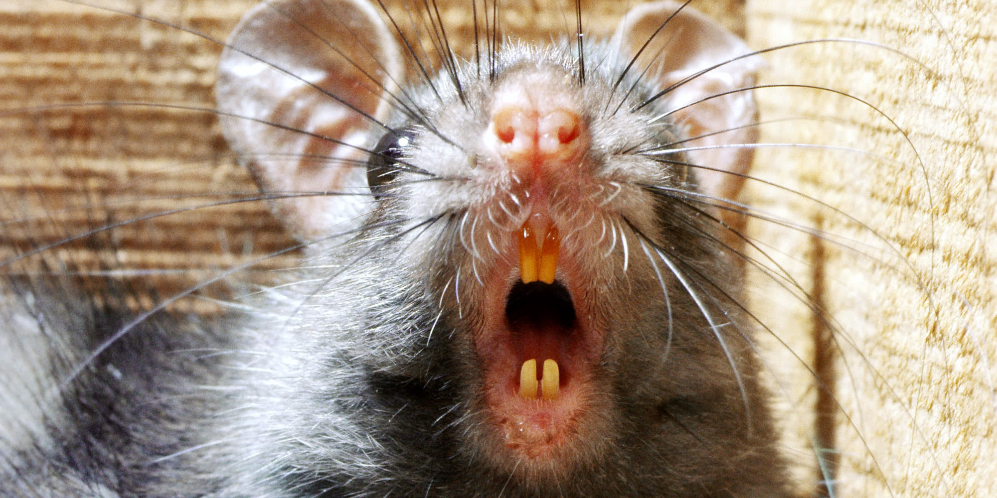 'Rats So Big The Cats Are Scared' Worry Englewood Neighbors HuffPost
