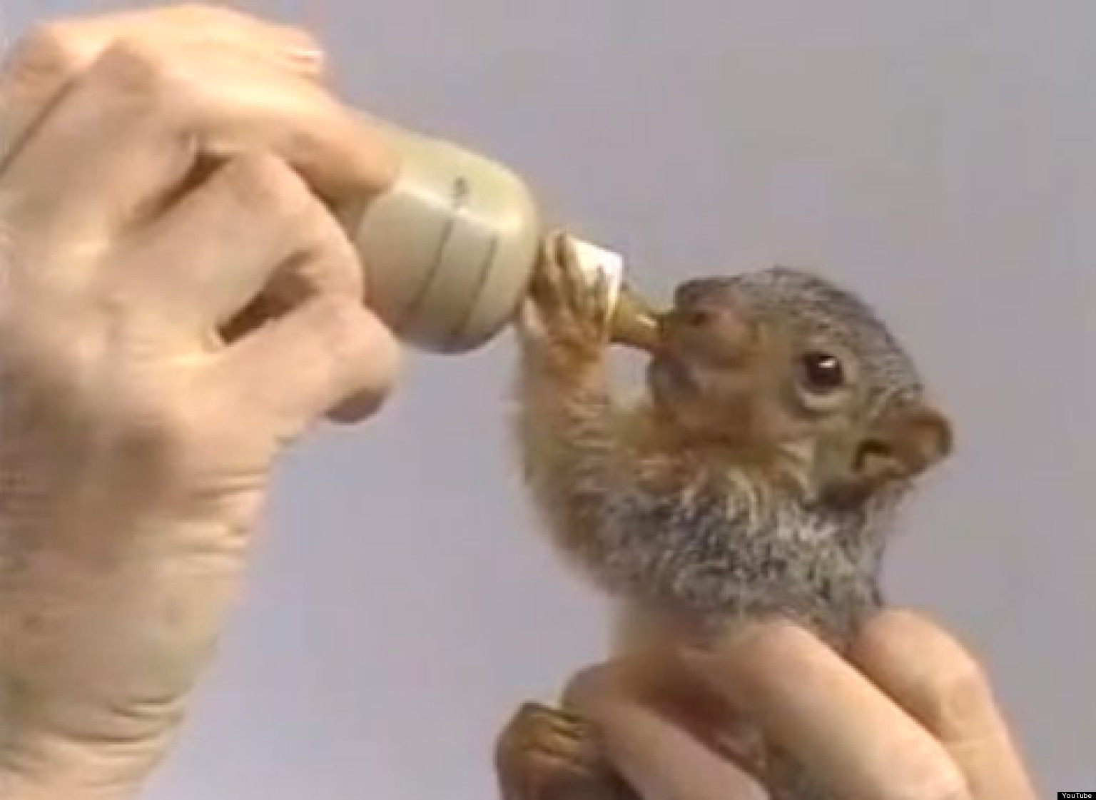 Bob Ross Feeds Baby Squirrel In This Bizarre, Perfect Video HuffPost