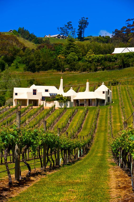 Wineries, Tes and North island new zealand on Pinterest