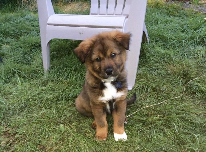 My boyfriend & I have been wanting a dog for so long. Meet
