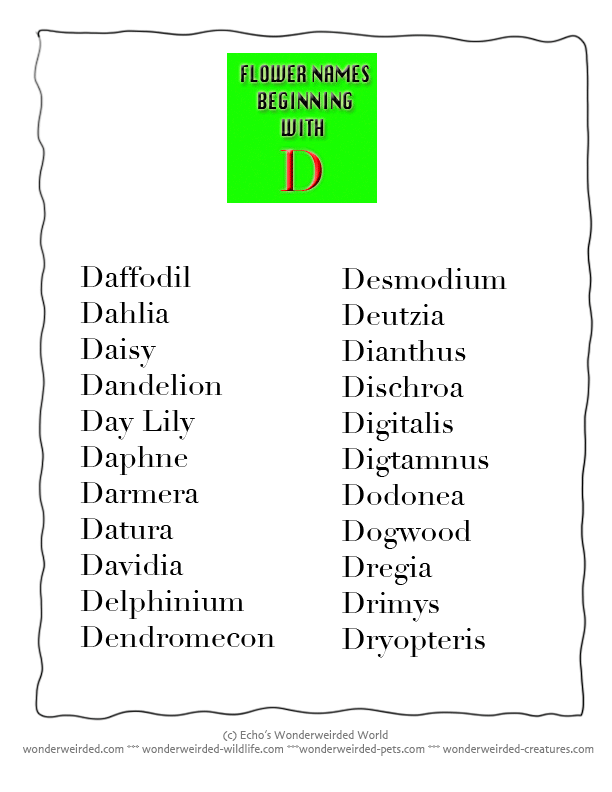 Dictionary of Flower Name beginning with d wonderweirded