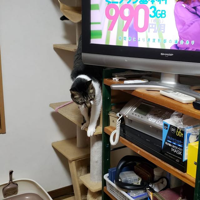 今朝はいつもと違うところに コタロー日記 ビジネスライター森川滋之オフィシャルページ