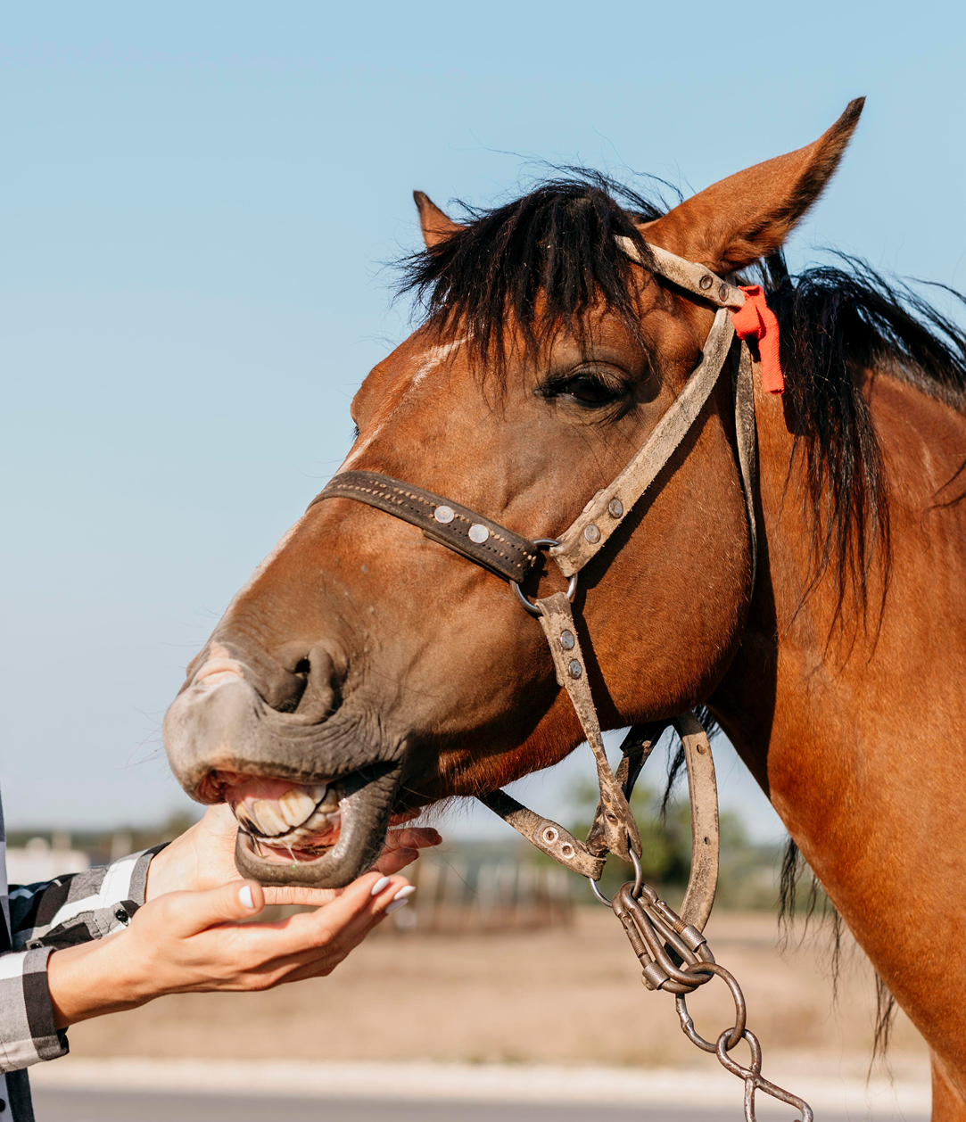 Community Spotlight Red Arena In Dripping Springs Stanberry Stories