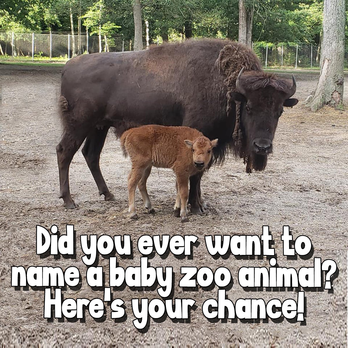 Naming Contest/Fundraiser For New Baby Bison At CMC Zoo TERESA DIPESO
