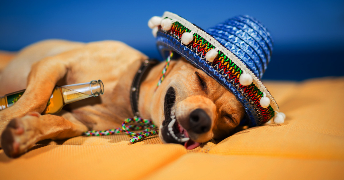 Are You a Party Animal or a Party Pooper?