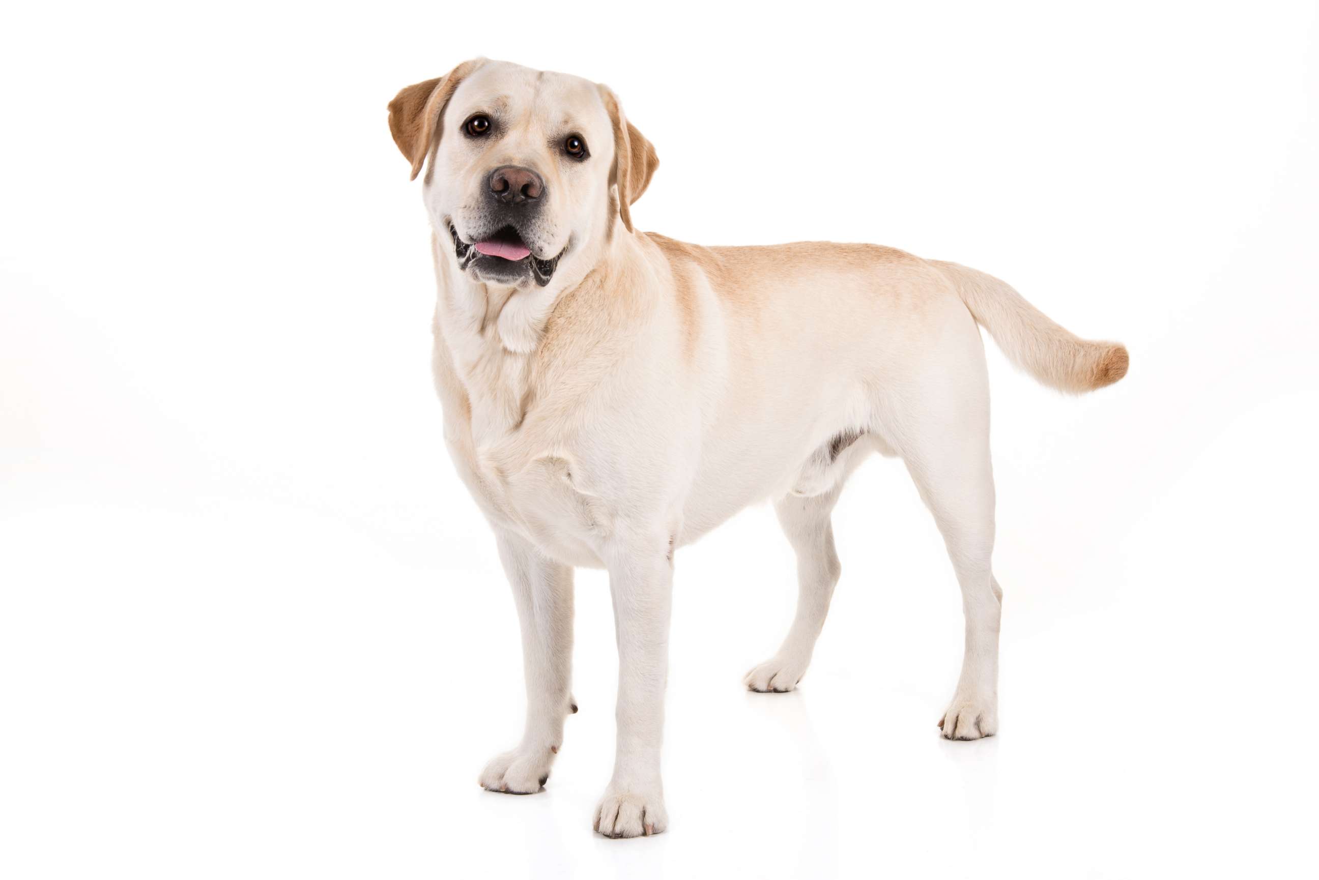 Labrador retriever named American Kennel Club's most popular dog breed