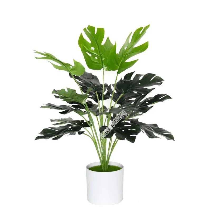 Grossiste plantes pas cherAcheter les meilleurs plantes