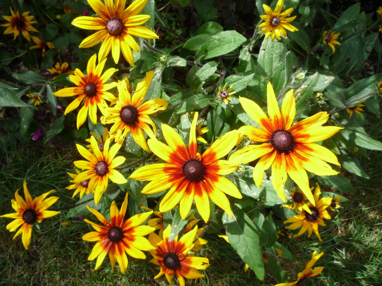 Rudbeckia "Autumn Colors" seeds