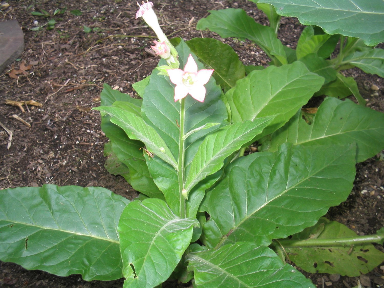 50 Little Yellow Tobacco Seeds (Nicotiana Tabacum) Dark Air Cured