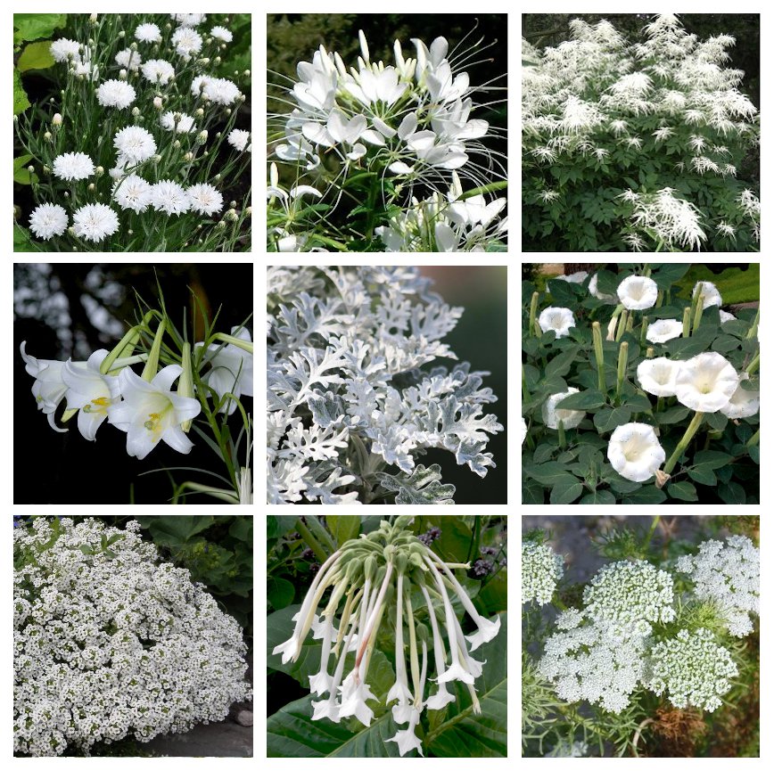White Flowers Moon Garden Monochromatic Flower Seed Collection