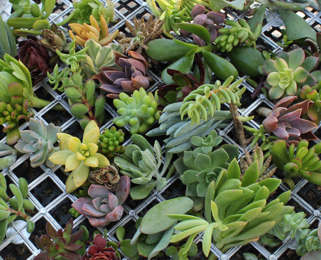 50 Succulent Cuttings great for Living Walls wreaths and