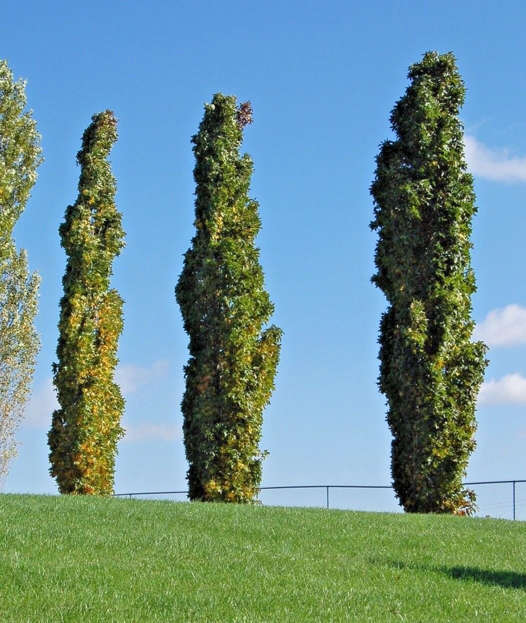 15 Slender Silhouette Sweet Gum Seeds Liquidambar Styraciflua Silhoue