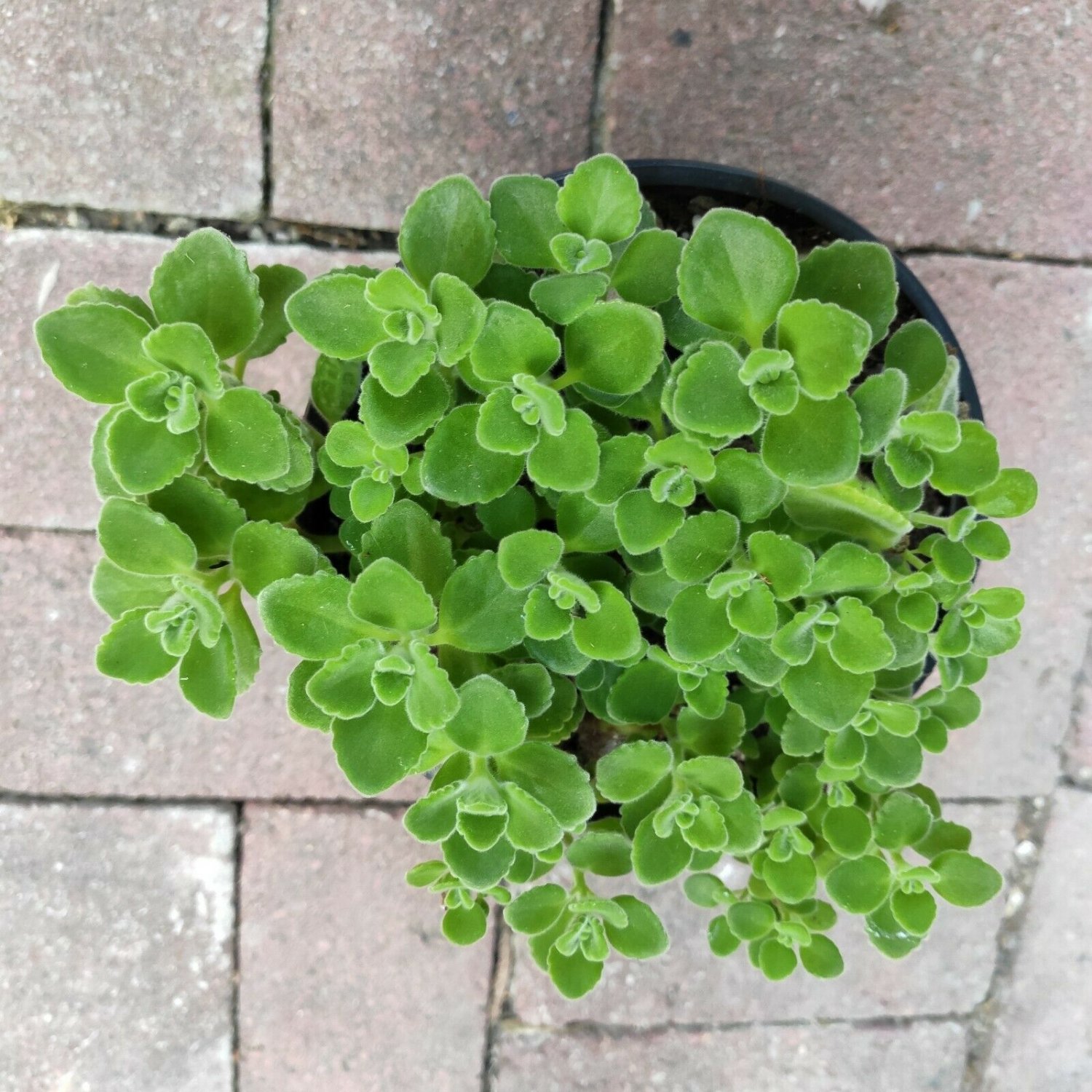 Plectranthus tomentosa Vicks Plant Shown in 6